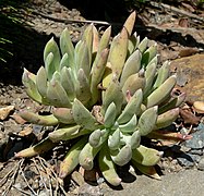 At the University of California Botanical Garden, Berkeley, California