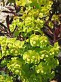 Euphorbia amygdaloides 'Purpurea'