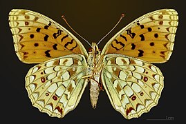 △ Argynnis niobe