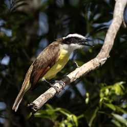 A Great Kiskadee near the PGA Riviera Maya.