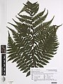 2018年1月28日 (日) 11:42版本的缩略图