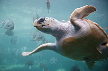 A loggerhead sea turtle in an aquarium tank swims overhead. The underside is visible.