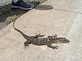 Monitor lizard (Varanus sp.;hawo in the Visayan languages)