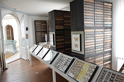 Abot's Entomology Gallery, Muséum d'Angers