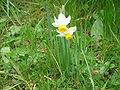 Narcissus tazetta subsp. italicus