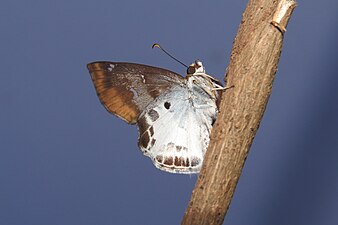 ventral view