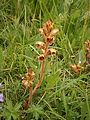 Orobanche lutea