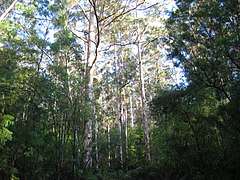 Karri forest near Cascades at Pemberton, Western Australia