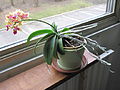 Example on a Phalaenopsis