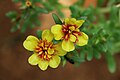 Portulaca flowers