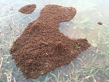 A floating "raft" of red imported fire ants (RIFA) in North Carolina is seen over land that normally forms the bank of a pond. The land had become submerged due to excessive rain and resultant flooding which inundated the nest. The raft is anchored to some blades of grass extending above the water's surface.
