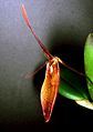 Restrepia teaguei