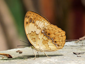 Ventral view