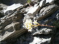 Saxifraga paniculata