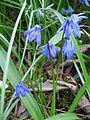 Scilla siberica close-up