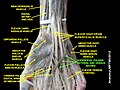 Superficial palmar arterial and venous arche