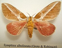 Syssphinx albolineata adult female specimen, ventral view