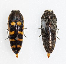 two black Acmaeodera alicia beetles, the one of the left has four rows symmetrical orange spots on its back, whereas the one on the right is plain black