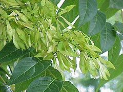 Ailanthus seeds