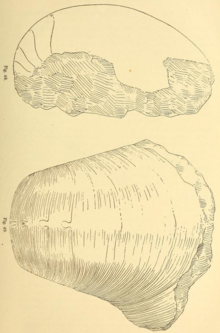 Asymptoceras newloni