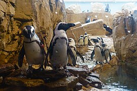 African Penguins exhibit.
