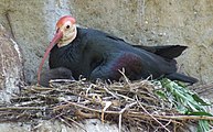 Southern bald ibis in a nest with young