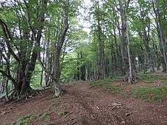 Beech forest