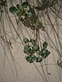 Calystegia soldanella leaf