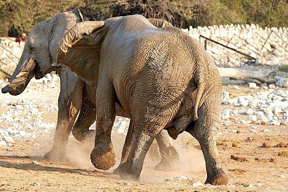 African bush elephants (loxodonta africana) family discord at Okaukuejo waterhole in Etosha National Park Namibia