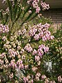 Erica terminalis close-up