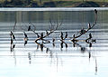 Flock of Little Pied cormorants