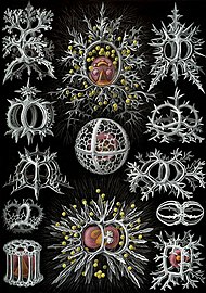 Radiolarians (Haeckel)