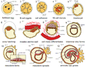 The initial stages of human embryogenesis