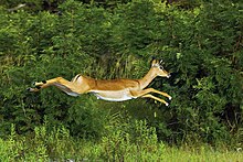一隻正在跳躍的高角羚