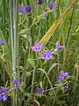 Legousia speculum-veneris