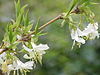 Winter honeysuckle (Lonicera fragrantissima)