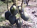 Mangoes(ಮಾವಿನ ಹಣ್ಣುಗಳು)