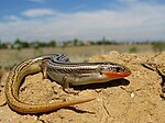 Many-lined skink (Plestiodon multivirgatus)