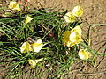 Narcissus romieuxii 'Julia Jane'