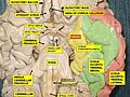 Basal view of a human brain. Parahippocampal gyrus shown in yellow.