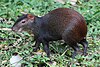 Red-rumped agouti