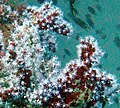 Red fingers (Alcyonium glomeratum) on Inshcape-II wreck, December 2014, Khurr-Fakkan, UAE