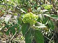 Sambucus racemosa