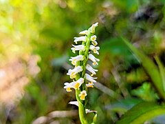 Spiranthes lucida