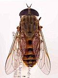 Tabanus eggeri, a species of horse-fly