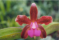 Cattleya Mrs. Mahler 'Mem. Fred Tompkins'