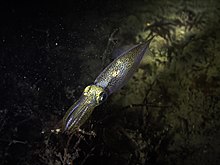 European common squid