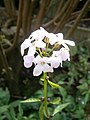 Cardamine bulbifera inflorescence