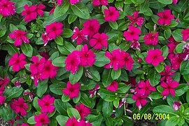 Vinca 'Titan Burgundy - Catharanthus roseus