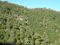 Forests in Troodos Mountains